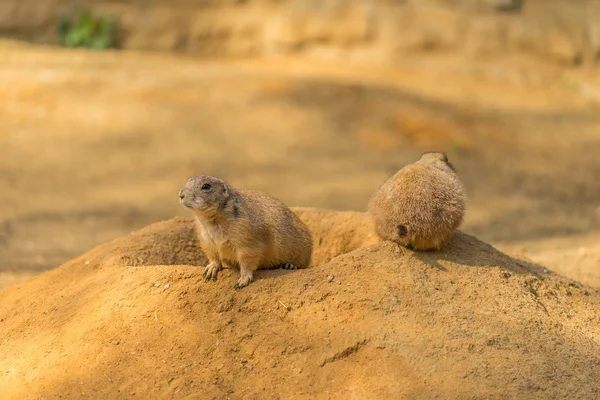 Two prairie dogs. Prairie dog doing security. Prairie dog sitting near hole in ground. Sunny day and prairie dogs.