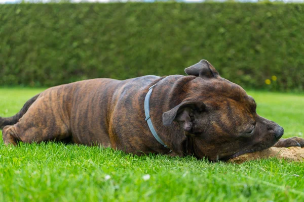 Dog, Staffordshire touro terrier, mastigar pau de madeira enquanto deitado na grama recém-cortada com cerca de fundo . — Fotografia de Stock