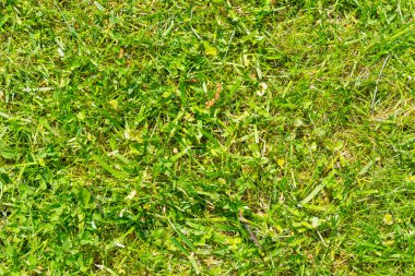 Taze kesilerek yeşil çimen.