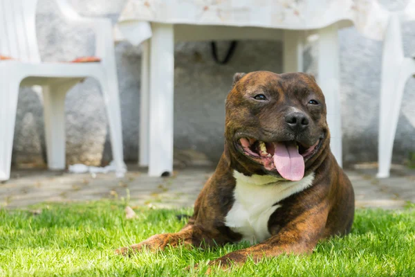 Cão, Staffordshire touro terrier, deitado na grama verde com sorriso — Fotografia de Stock