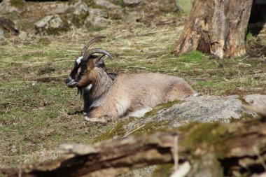 Goat i calm nature