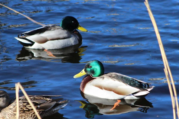 Enten Schwimmen See — Stockfoto