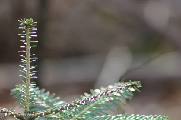 Groen Blad Het Bos — Stockfoto