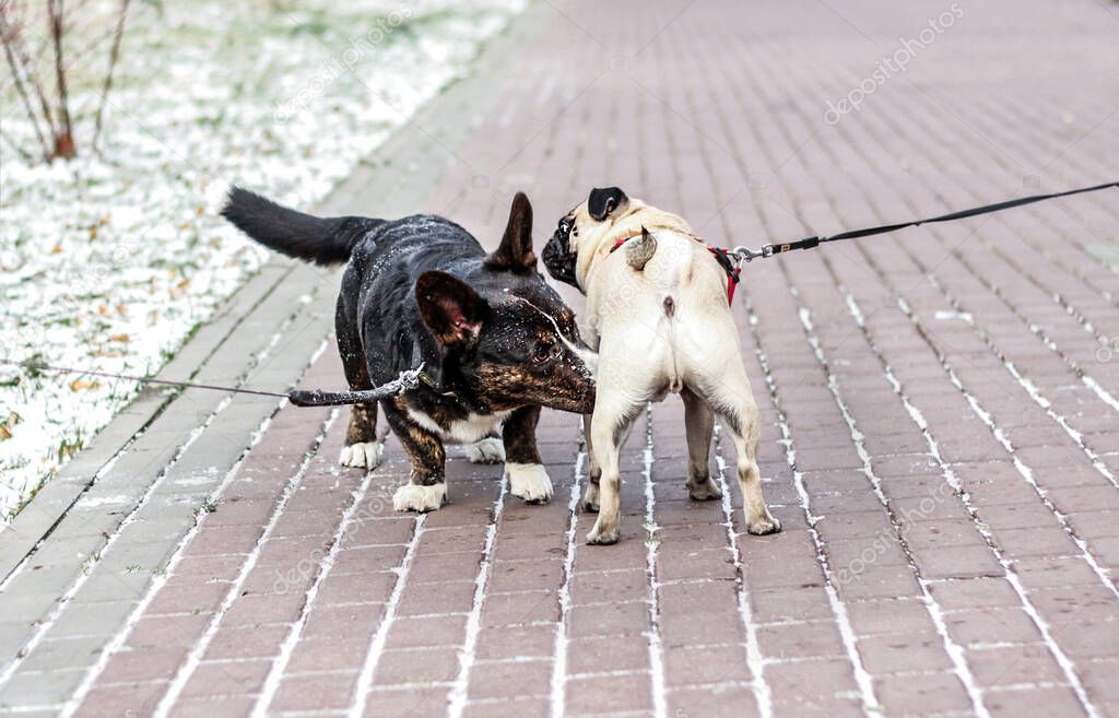 Two dogs, a corgi and a French bulldog meet for the first time during a walk