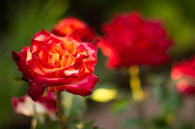 Yazın bir bahçe manzarasında kırmızı-turuncu gül çiçekleri, dağılmış, ülke manzarası