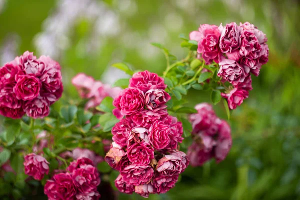 Magnifique buisson fleuri de rose grimpante de couleur pourpre dans le jardin dans la conception du paysage — Photo