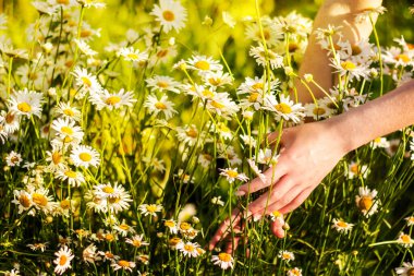 Yumuşak genç dişilerin elleri tarladaki papatyalara uzanıyor.
