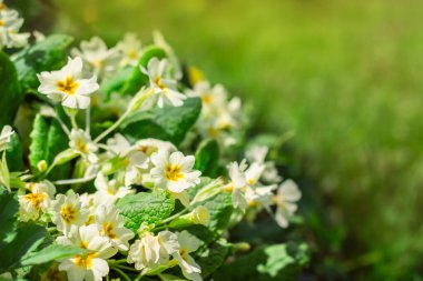 Çiçek tarlasında bir çalı yetişir.
