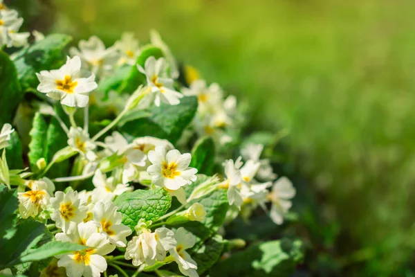 Çiçek tarlasında bir çalı yetişir.