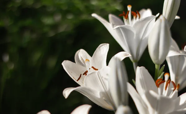 Close-up de flores de lírio branco em um fundo escuro — Fotografia de Stock