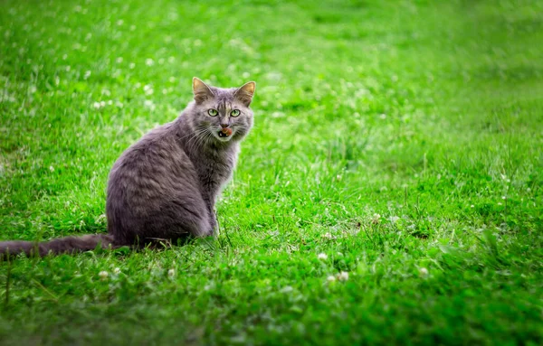 Un bel gatto grigio seduto all'aperto vicino alla casa — Foto Stock