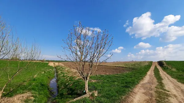 Сельская Дорога Через Поле — стоковое фото