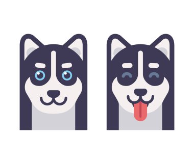 Husky köpek kafası