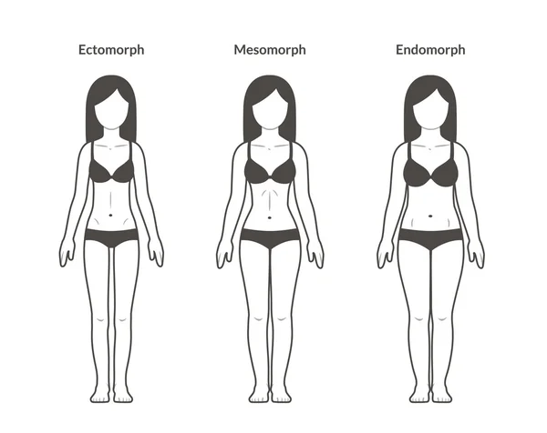 女性的身体类型 — 图库矢量图片