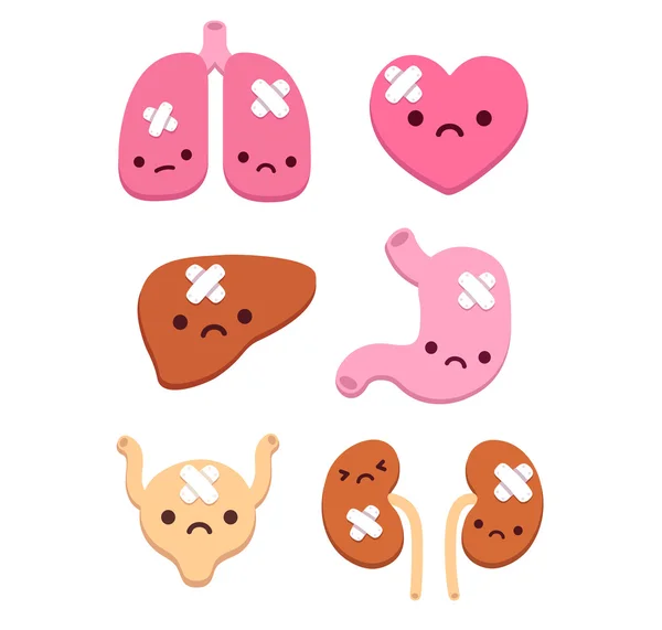 Cute internal organs — Stock Vector