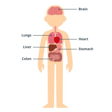 Erkek organ grafik