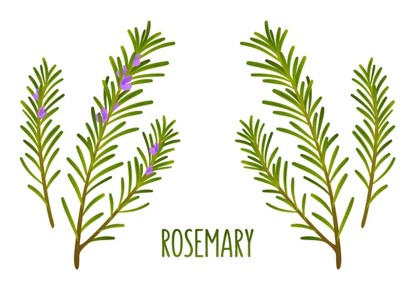 Rosemary sprigs — Stock Vector