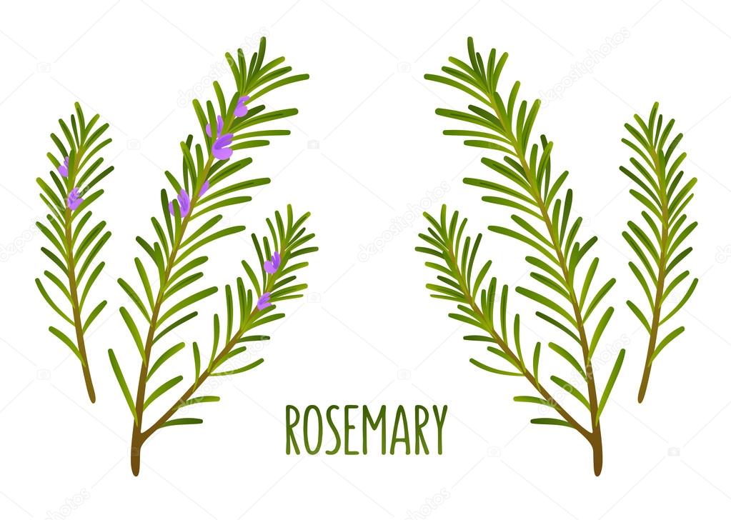 Rosemary sprigs