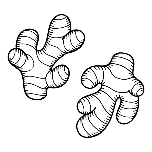 Esboço de raiz de gengibre —  Vetores de Stock