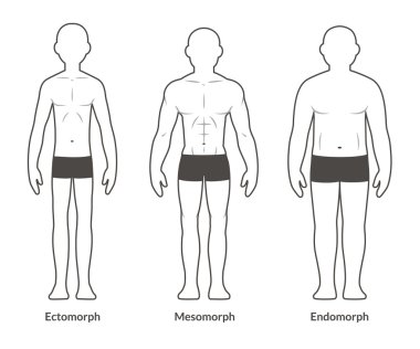 Male body type chart clipart