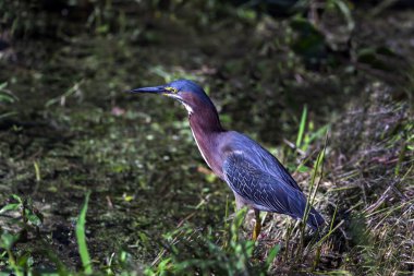 Tricolered balıkçıl