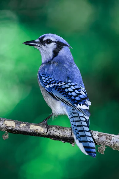 Μπλε jay Εικόνα Αρχείου