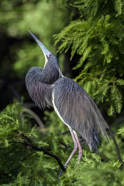 Tricolored Heron — Stock Photo, Image