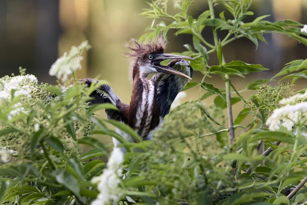 Tricolored Heron Chick — Stock Photo, Image