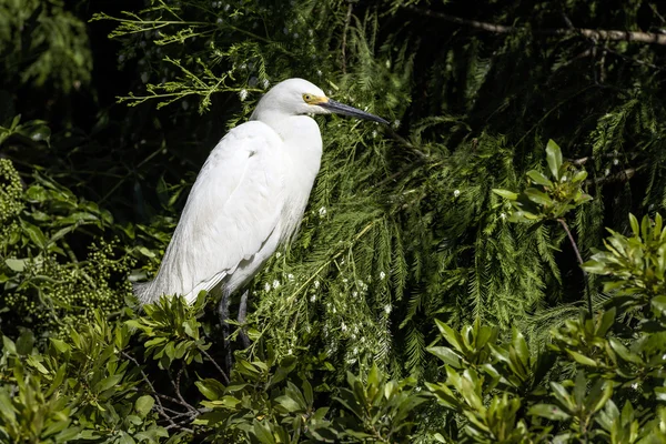 Snowy Egret Juvenile — Stock Photo, Image