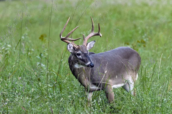 Sekiz maddelik Buck