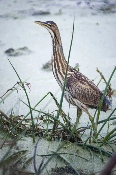 American Bittern — Stock Photo, Image