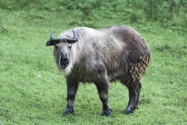 Gnu goat Stock Photos, Royalty Free Gnu goat Images | Depositphotos Gnu goat Stock Photos, Royalty Free Gnu goat Images | Depositphotos