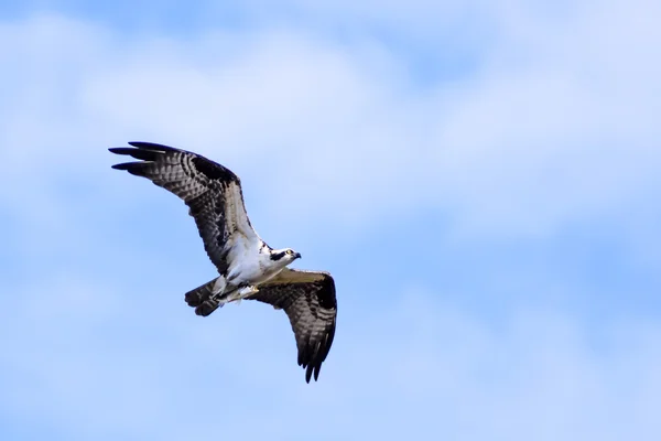 Osprey con una captura Imagen de archivo