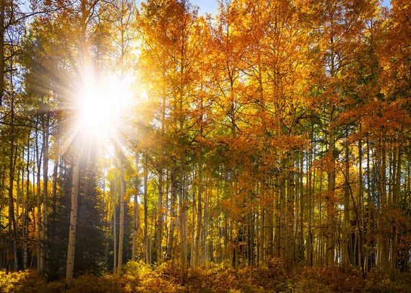 Sunlight Shines Grove Golden Yellow Aspen Trees Forest Fall Scene — Photo