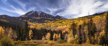 Golden yellow Aspen Tree grove in the Rocky Mountains of Colorado during Autumn. There are many trees throughout the scene. The sky is blue with a few wispy clouds. 