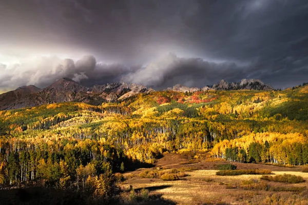 Golden Yellow Orange Aspen Tree Grove Rocky Mountains Colorado Autumn — Photo