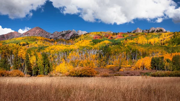 Aspen Tree Grove Yellow Red Orange Leaves Rocky Mountains Colorado — Photo