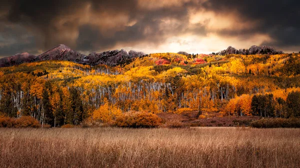 Golden Yellow Orange Aspen Tree Grove Rocky Mountains Colorado Autumn — Photo