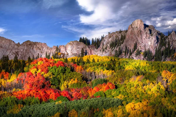 Aspen Tree Grove Yellow Red Orange Leaves Rocky Mountains Colorado — 스톡 사진