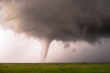 A tornado spawns from a thunderstorm in a rural setting during the day. There funnel is very visible with a green meadow full of grass in the foreground. clipart