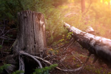 Ormanda ağaç kütüğünün yanında devrilmiş bir ağaç. Ormanın zeminine süzülen güneş ışığı var..