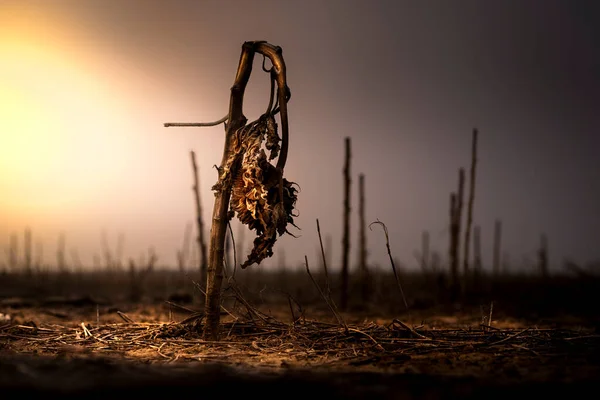 Dead Brown Sunflower Fallow Field Sunset Scene Very Apocalyptic Feels — Stock Photo, Image