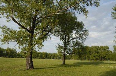iki ağaç ve yeşil çimen