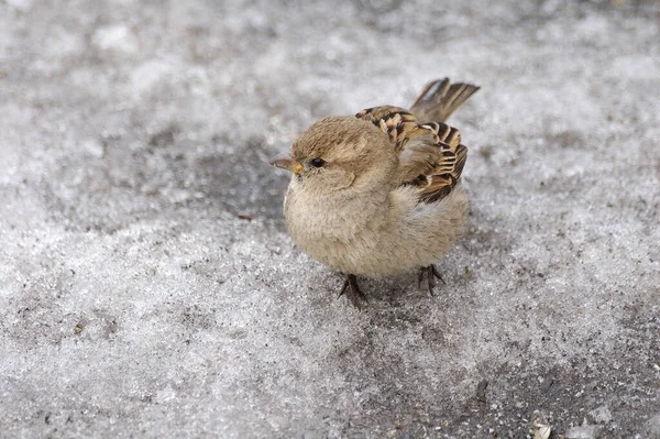 Mus Bij Takkensneeuw — Stockfoto