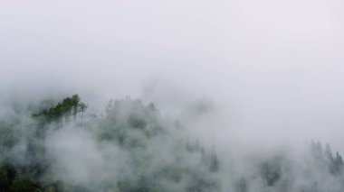 Flying a drone through a forest in a thick fog