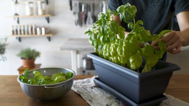 Akşam yemeği için masanın üzerindeki nane yapraklarını kesiyoruz.