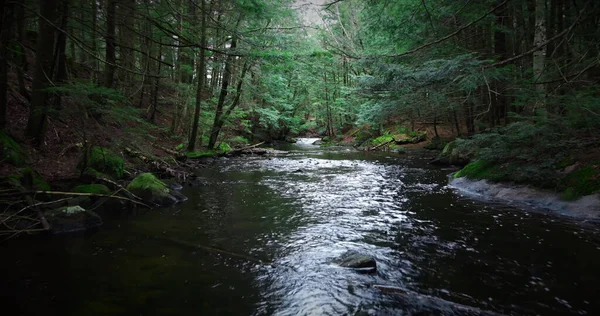 Vliegen Een Stormachtige Rivier Het Bos — Stockfoto