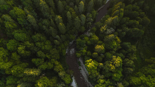 We fly on a drone above the trees over the river