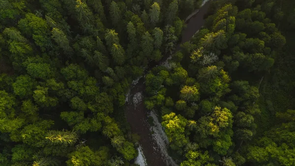 Voamos Sobre Drone Acima Das Árvores Sobre Rio Imagem De Stock