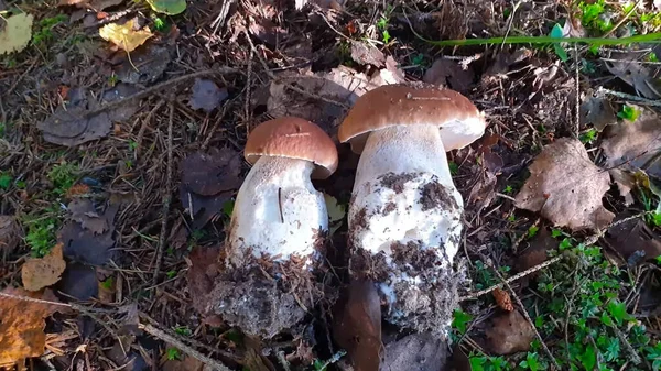 Essbare Pilze Wald Steinpilze Steinpilze Herbst — Stockfoto